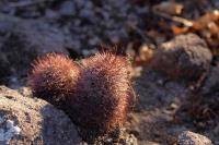 Mammillaria_dioica_GM_1283.2.jpg
