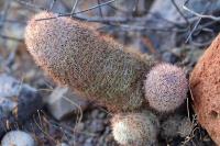 Mammillaria_dioica_GM_1283.4.jpg