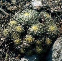 Mammillaria_dumetorum_GM_548.jpg