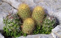 Mammillaria_elongata_GM_1368.13.jpg