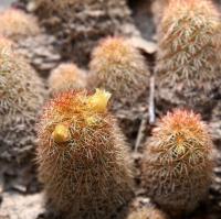 Mammillaria_elongata_GM_1610.jpg