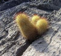 Mammillaria_elongata_GM_965.1.jpg