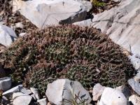 Mammillaria_formosa_GM_1246.6.jpg