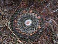 Mammillaria_formosa_GM_1511.4.jpg