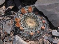 Mammillaria_formosa_GM_1517.11.jpg