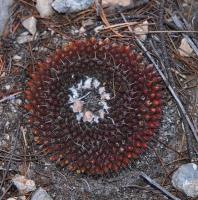 Mammillaria_formosa_GM_1624.2.jpg