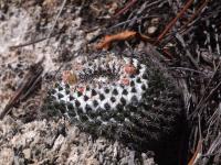 Mammillaria_formosa_GM_1657.6.jpg