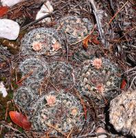 Mammillaria_formosa_GM_1661.4.jpg