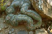 Mammillaria_formosa_GM_591.jpg