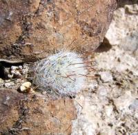 Mammillaria_gaseriana_syn._viescensis_GM_888.jpg