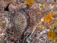 Mammillaria_gilensis_GM_1485.5.jpg