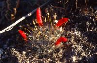 Mammillaria_gilensis_GM_721.jpg