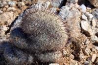 Mammillaria_grahamii_GM_1320.jpg