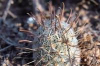 Mammillaria_grahamii_GM_1321.3.jpg