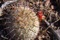 Mammillaria_grahamii_GM_1327.1.jpg
