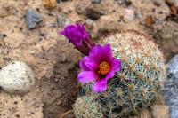 Mammillaria_grahamii_v._olivii_GM_1327.jpg