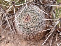 Mammillaria_grusonii_GM_1619.9.jpg