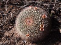 Mammillaria_grusonii_GM_1620.3.jpg
