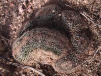 Mammillaria_grusonii_GM_1634.1.jpg