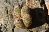Mammillaria_grusonii_GM_619.jpg