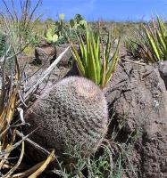 Mammillaria_grusonii_GM_884.jpg