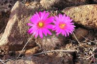 Mammillaria_guelzowiana_GM_928.jpg