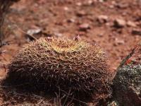 Mammillaria_gummifera_GM_1485.10.jpg