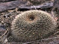 Mammillaria_gummifera_GM_1487.7.jpg