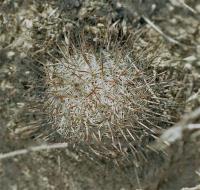 Mammillaria_haageana_GM_519.4.jpg