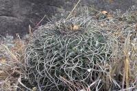 Mammillaria_hamiltonhoytea_GM_1034.jpg
