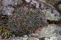 Mammillaria_hamiltonhoytea_GM_754.jpg