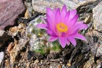 Mammillaria_haudeana_GM_975.jpg