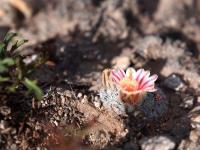 Mammillaria_hermosana_GM_1612.jpg