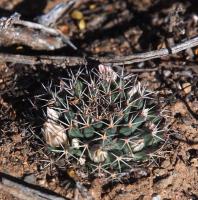 Mammillaria_heyderi_GM_1621.1.jpg