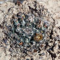 Mammillaria_heyderi_GM_1624.4.jpg