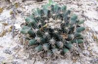 Mammillaria_heyderi_GM_826.jpg