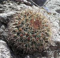 Mammillaria_heyderi_GM_976.6.jpg