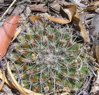 Mammillaria_heyderi_GM_977.9.jpg