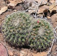 Mammillaria_heyderi_GM_990.9.jpg