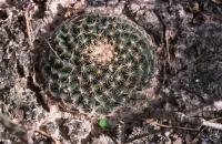 Mammillaria_heyderi_ssp._hemisphaerica_GM_640.3.jpg