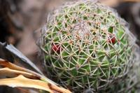 Mammillaria_hoffmanniana_GM_1367.jpg
