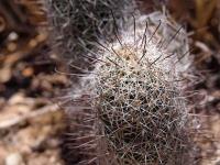 Mammillaria_hutchisoniana_GM_1278.jpg