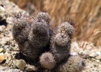 Mammillaria_hutchisoniana_GM_1280.2.jpg