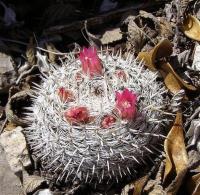 Mammillaria_infernillensis_GM_1108.jpg