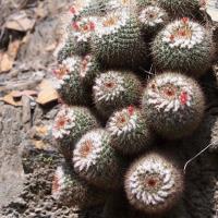 Mammillaria_infernillensis_GM_1610.6.jpg