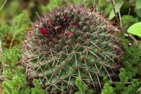 Mammillaria_ingens_GM_1371.6.jpg