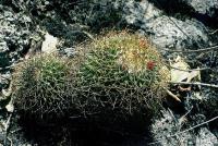 Mammillaria_ingens_GM_266.jpg