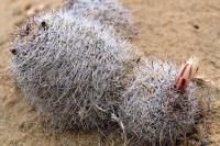 Mammillaria_insularis_GM_1296.4.jpg