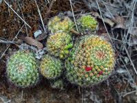 Mammillaria_jaliscana_GM_1213.jpg