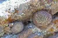 Mammillaria_jaliscana_GM_935.2.jpg